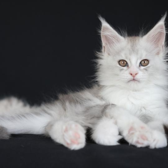 Bruma DE L'OR SAUVAGE Femelle Maine coon