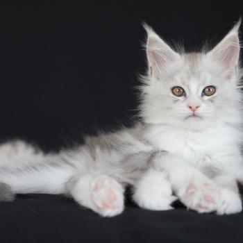 chaton Maine coon blue silver blotched tabby & blanc Bruma Elevage de maine coon L'Or sauvage