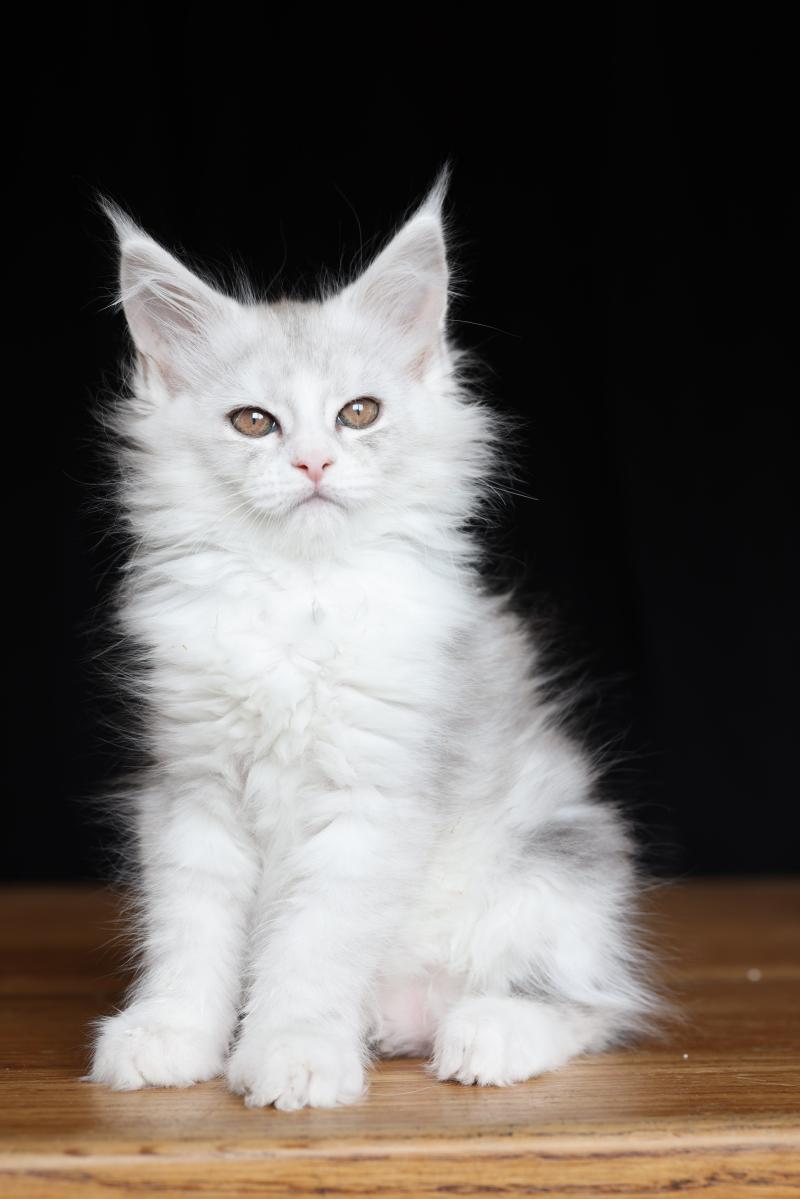 Bruma Diamond DE L'OR SAUVAGE Femelle Maine coon