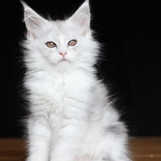 Bruma Diamond DE L'OR SAUVAGE Femelle Maine coon