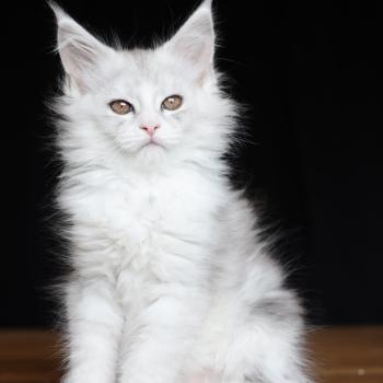 chaton Maine coon blue silver blotched tabby & blanc Bruma Diamond Elevage de maine coon L'Or sauvage