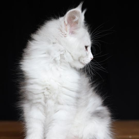 chaton Maine coon blue silver blotched tabby & blanc Bruma Diamond Elevage de maine coon L'Or sauvage