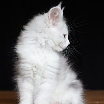 chaton Maine coon blue silver blotched tabby & blanc Bruma Diamond Elevage de maine coon L'Or sauvage