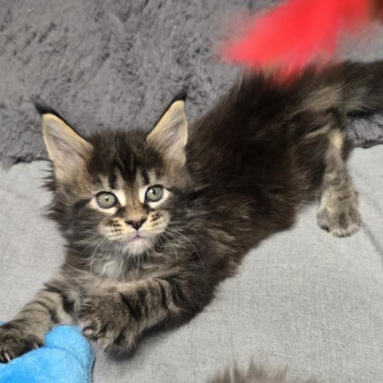 chaton Maine coon brown blotched tabby Balisto Elevage de maine coon L'Or sauvage