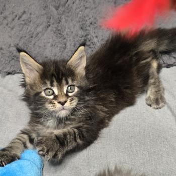 chaton Maine coon brown blotched tabby Balisto Elevage de maine coon L'Or sauvage