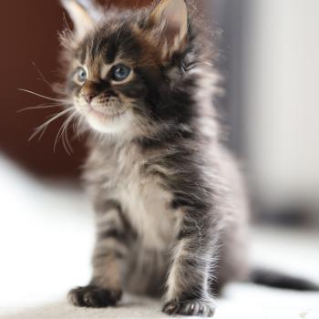 chaton Maine coon brown blotched tabby Balisto Elevage de maine coon L'Or sauvage