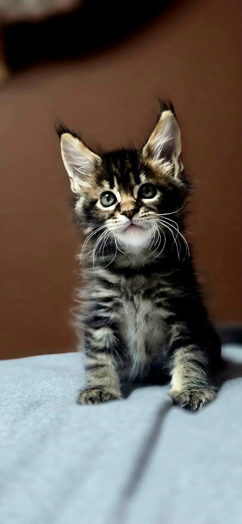 Balisto DE L'OR SAUVAGE Mâle Maine coon