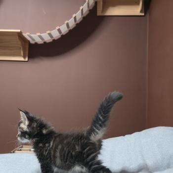 chaton Maine coon brown blotched tabby Balisto Elevage de maine coon L'Or sauvage