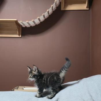 chaton Maine coon brown blotched tabby Balisto Elevage de maine coon L'Or sauvage