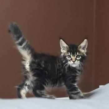 chaton Maine coon brown blotched tabby Balisto Elevage de maine coon L'Or sauvage
