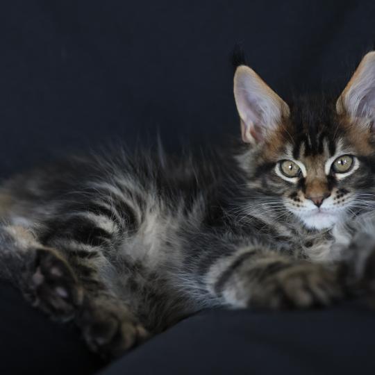 Balisto DE L'OR SAUVAGE Mâle Maine coon