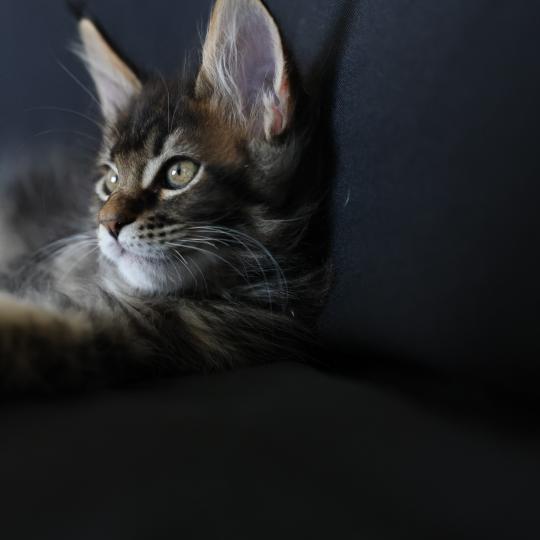 chaton Maine coon brown blotched tabby Balisto Elevage de maine coon L'Or sauvage