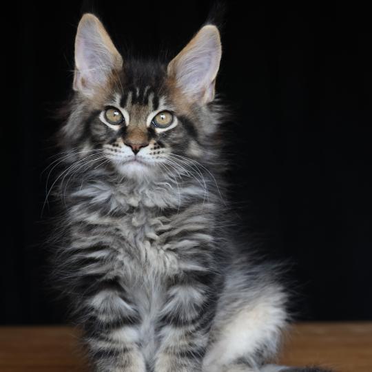 chaton Maine coon brown blotched tabby Balzac Gold Elevage de maine coon L'Or sauvage