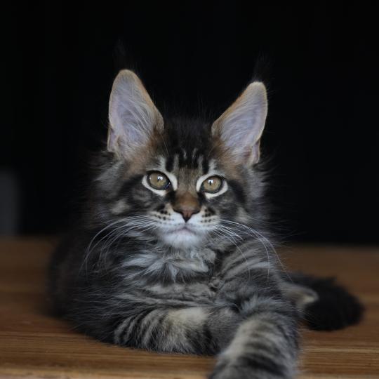 chaton Maine coon brown blotched tabby Balzac Gold Elevage de maine coon L'Or sauvage