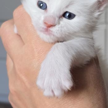 chaton Maine coon cream shell Barry White Elevage de maine coon L'Or sauvage