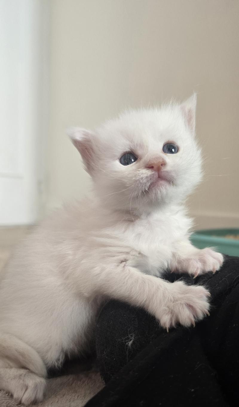 Barry White DE L'OR SAUVAGE Mâle Maine coon