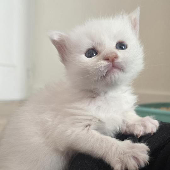 Barry White DE L'OR SAUVAGE Mâle Maine coon