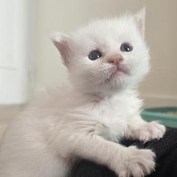 chaton Maine coon cream shell Barry White Elevage de maine coon L'Or sauvage