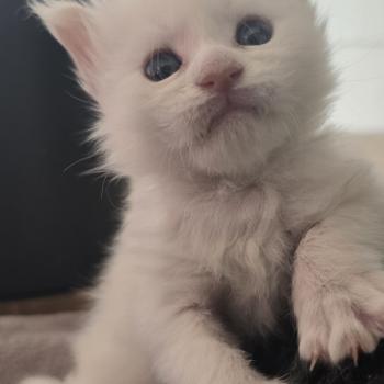 chaton Maine coon cream shell Barry White Elevage de maine coon L'Or sauvage