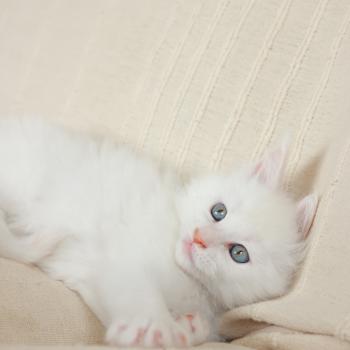 chaton Maine coon cream shell Barry White Elevage de maine coon L'Or sauvage