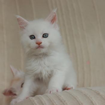 chaton Maine coon cream shell Barry White Elevage de maine coon L'Or sauvage