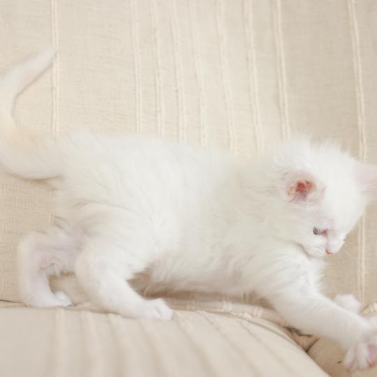 chaton Maine coon cream shell Barry White Elevage de maine coon L'Or sauvage