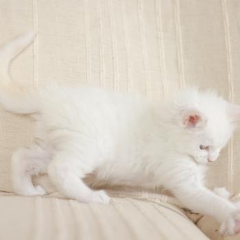 chaton Maine coon cream shell Barry White Elevage de maine coon L'Or sauvage