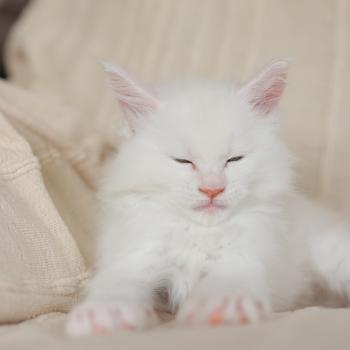 chaton Maine coon cream shell Barry White Elevage de maine coon L'Or sauvage