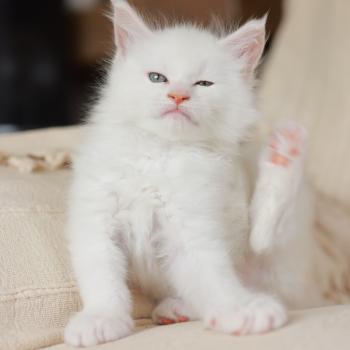 chaton Maine coon cream shell Barry White Elevage de maine coon L'Or sauvage