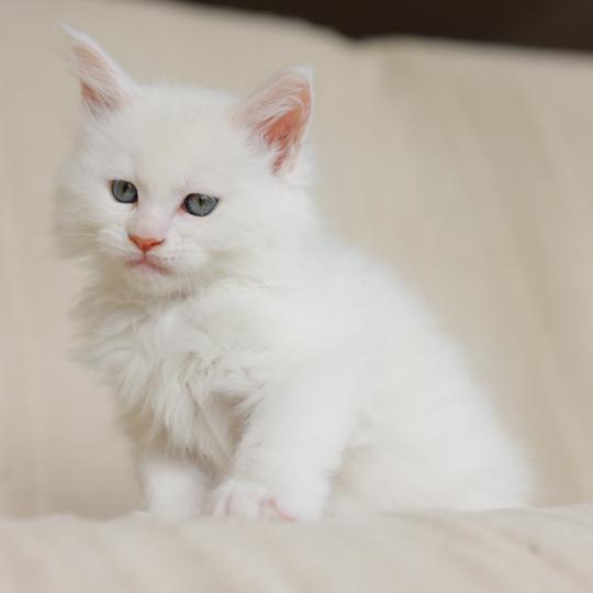 chaton Maine coon cream shell Barry White Elevage de maine coon L'Or sauvage