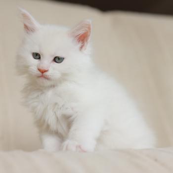 chaton Maine coon cream shell Barry White Elevage de maine coon L'Or sauvage