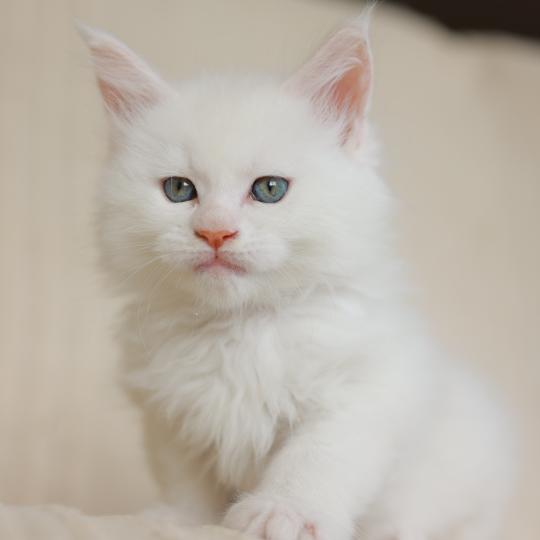 chaton Maine coon cream shell Barry White Elevage de maine coon L'Or sauvage