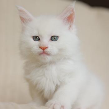 chaton Maine coon cream shell Barry White Elevage de maine coon L'Or sauvage