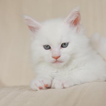 chaton Maine coon cream shell Barry White Elevage de maine coon L'Or sauvage