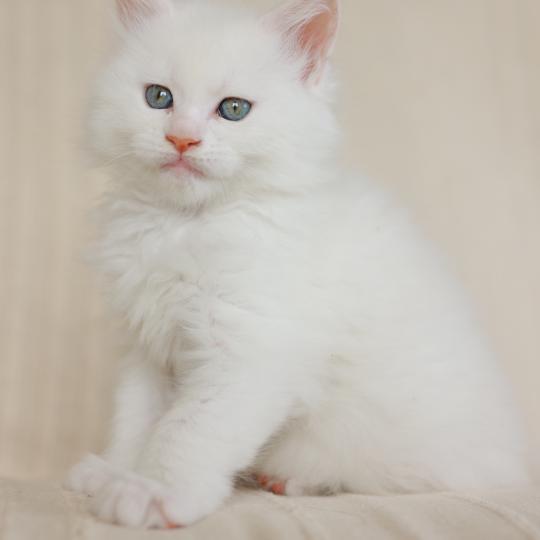 chaton Maine coon cream shell Barry White Elevage de maine coon L'Or sauvage