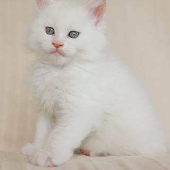 chaton Maine coon cream shell Barry White Elevage de maine coon L'Or sauvage
