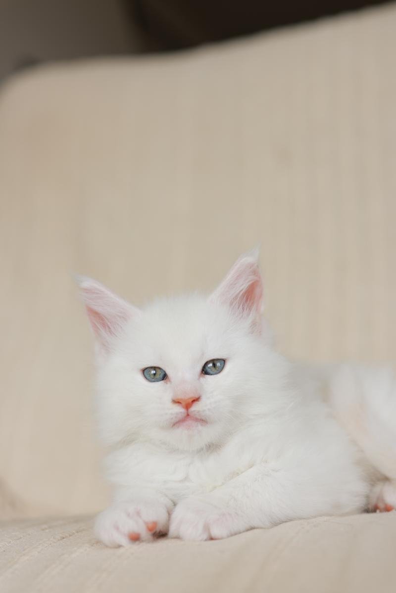 Barry White DE L'OR SAUVAGE Mâle Maine coon