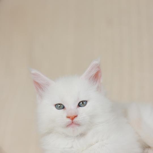 Barry White DE L'OR SAUVAGE Mâle Maine coon