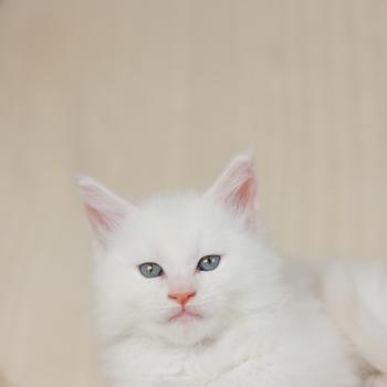 chaton Maine coon cream shell Barry White Elevage de maine coon L'Or sauvage