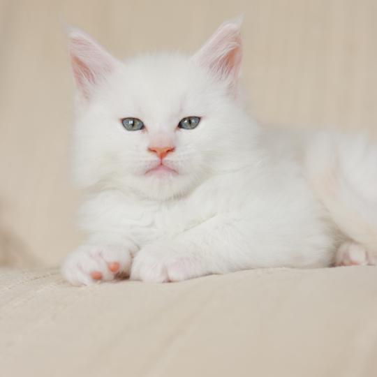 chaton Maine coon cream shell Barry White Elevage de maine coon L'Or sauvage