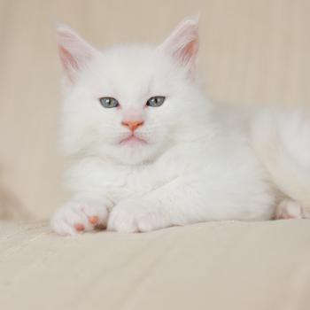 chaton Maine coon cream shell Barry White Elevage de maine coon L'Or sauvage