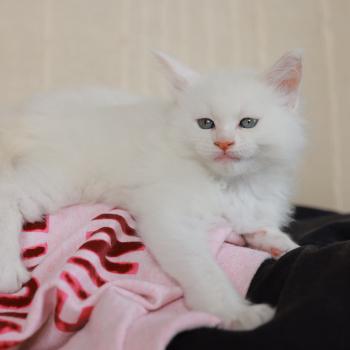 chaton Maine coon cream shell Barry White Elevage de maine coon L'Or sauvage