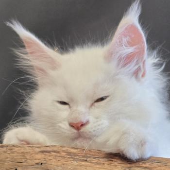 chaton Maine coon cream shell Barry White Elevage de maine coon L'Or sauvage