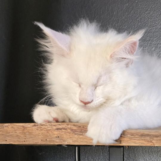 chaton Maine coon cream shell Barry White Elevage de maine coon L'Or sauvage