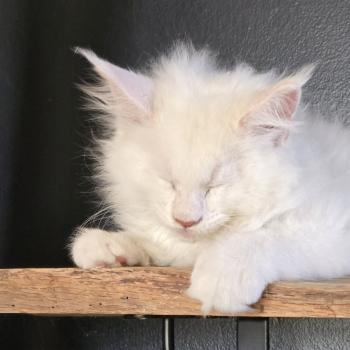 chaton Maine coon cream shell Barry White Elevage de maine coon L'Or sauvage