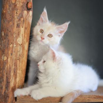 chaton Maine coon cream shell Barry White Elevage de maine coon L'Or sauvage