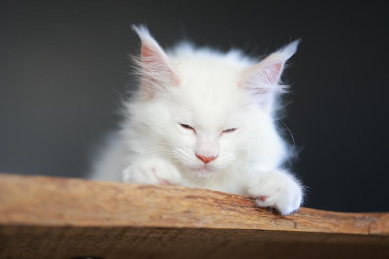 Barry White DE L'OR SAUVAGE Mâle Maine coon