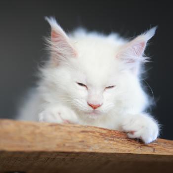 chaton Maine coon cream shell Barry White Elevage de maine coon L'Or sauvage
