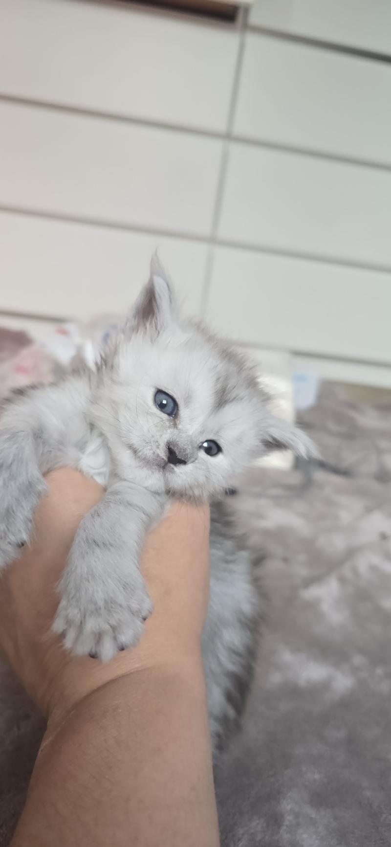 Bastet DE L'OR SAUVAGE Femelle Maine coon