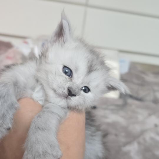 Bastet DE L'OR SAUVAGE Femelle Maine coon